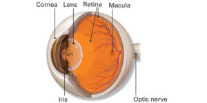 Understanding Smile Eye Surgery